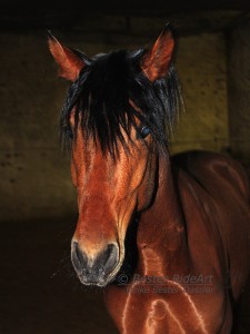 Rayo Portait